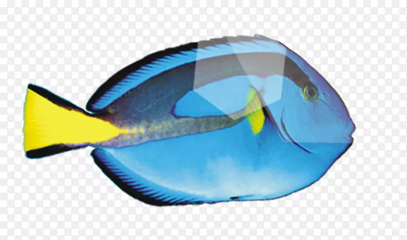 深海鱼果皮-卡通蓝色深海鱼
