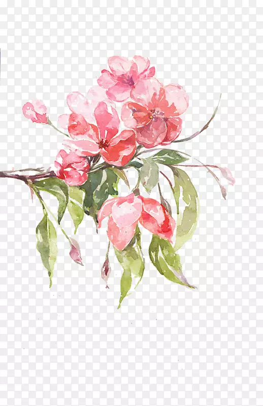 花卉设计海棠图-粉红色桃子
