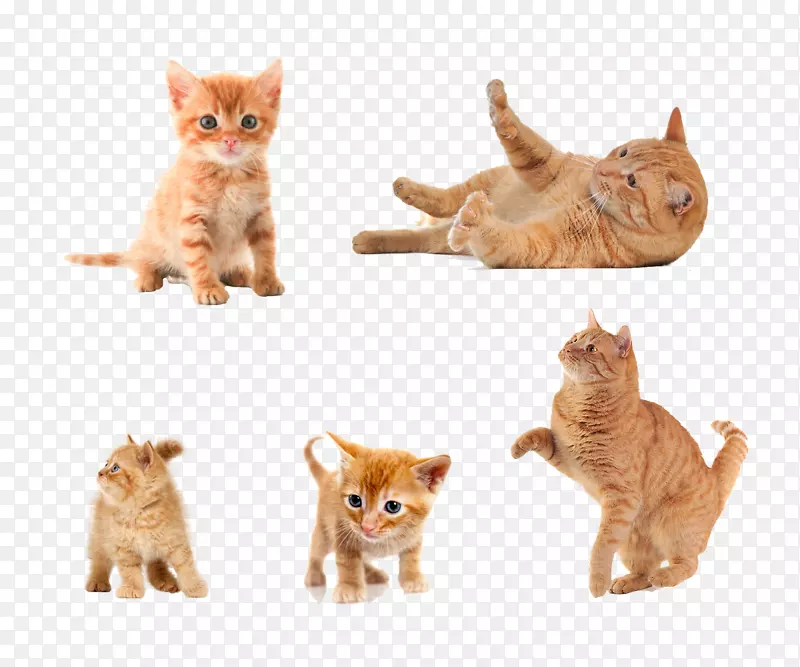 猫剪贴画小猫五种形式