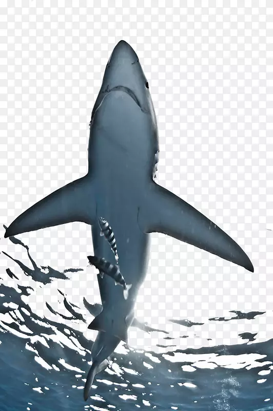 大白鲨，Magdalena湾摄影，蓝鲨-海白鲨
