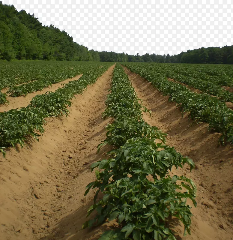 马铃薯农业蔬菜收获像素农场菜园马铃薯栽培基地