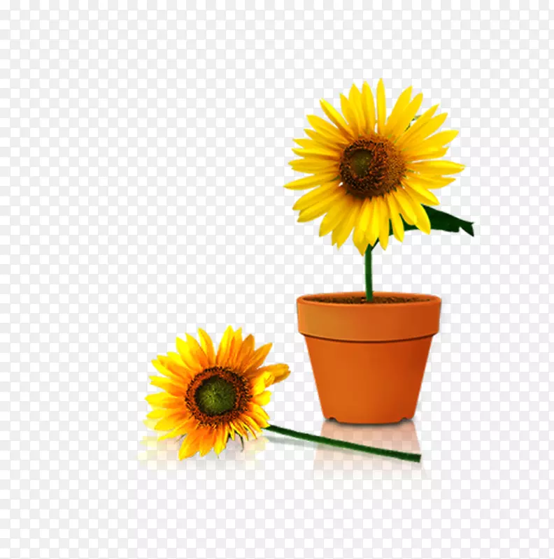 普通向日葵花盆花瓶-黄色向日葵