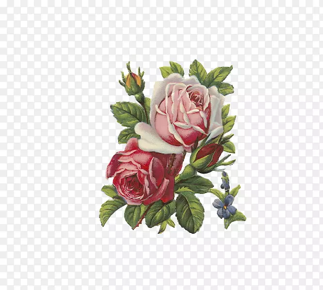 玫瑰花围裙艺术-新鲜玫瑰