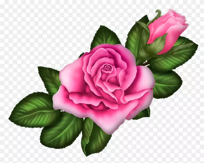 花园玫瑰、蜈蚣玫瑰、蔷薇花、粉红色玫瑰