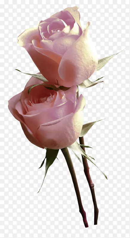 花园玫瑰粉红蜈蚣玫瑰海报-玫瑰花