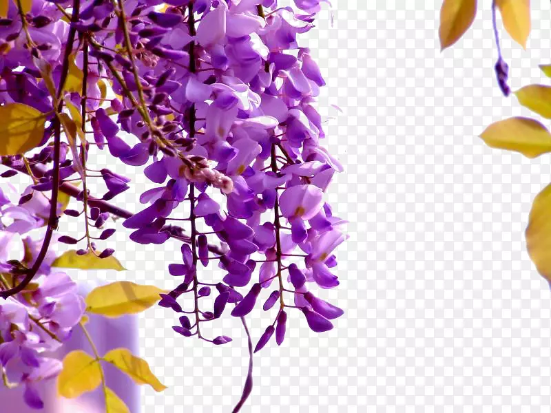 紫藤花种藤本植物紫色紫藤