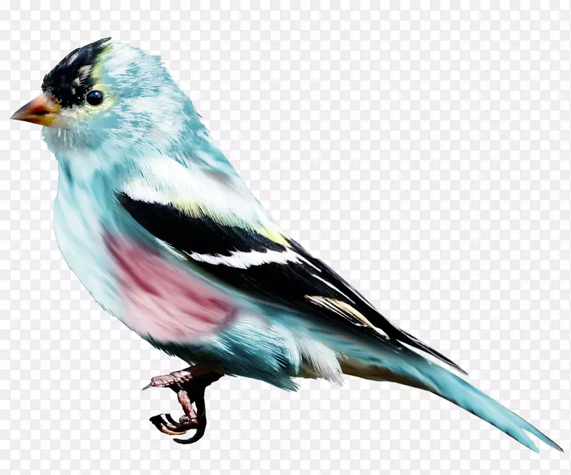 美洲麻雀鸟喙动物羽毛鸟
