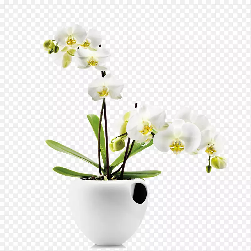 兰花蓄水能花盆植物-花卉艺术