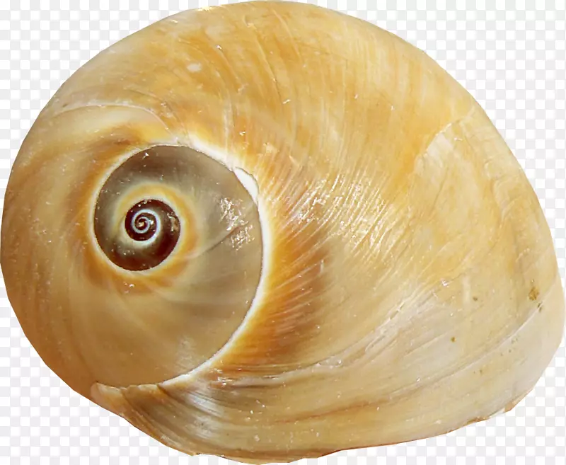 海螺海鞘科棕褐色海螺