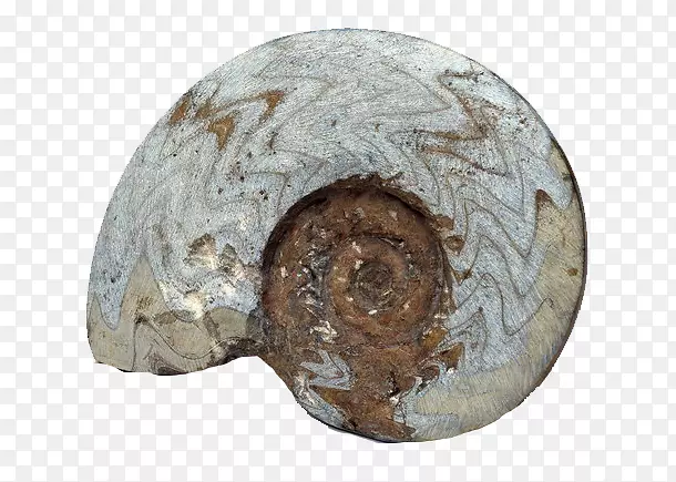 化石岩石海螺化石石化-灰色条纹海螺化石