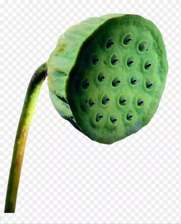 月饼莲子莲藕食品绿色植物
