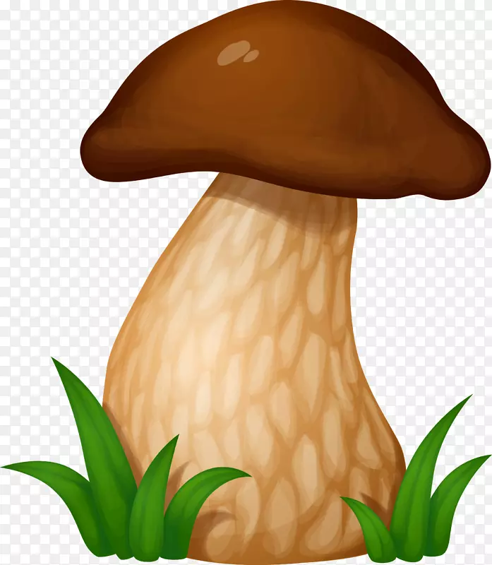 香菇载体真菌-蘑菇