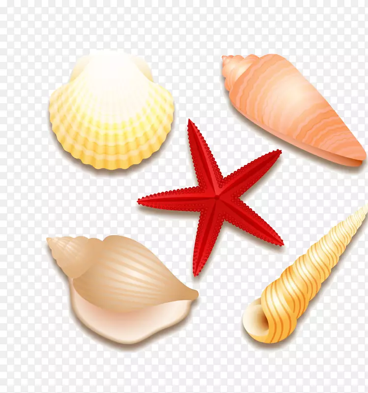 贝壳海星软体动物-夏季贝壳材料自由拉图
