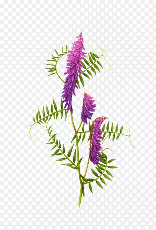 切尔西花展花卉设计植物插图-紫菜鱿鱼