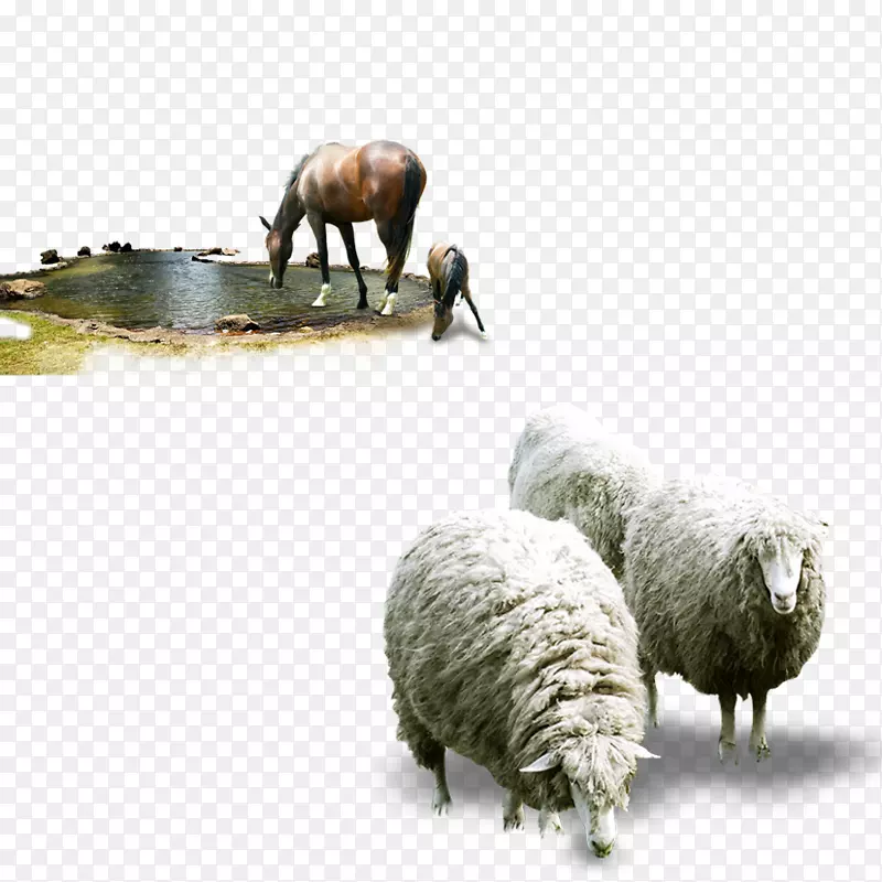 肉牛西林格尔联盟饲料-创造羊+马