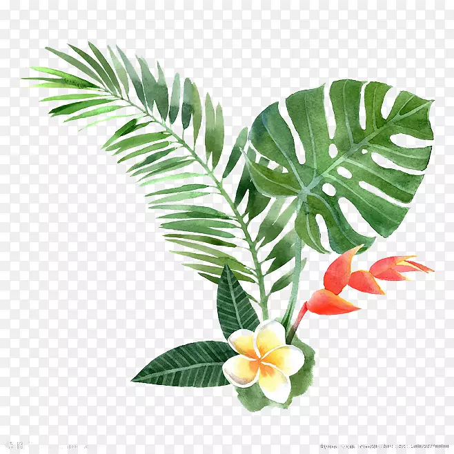 水彩画植物插图.花卉元素