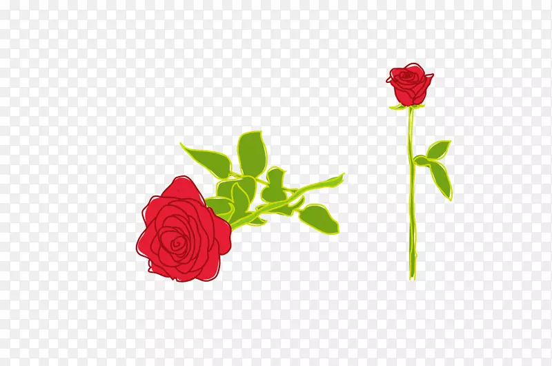 玫瑰插图-玫瑰
