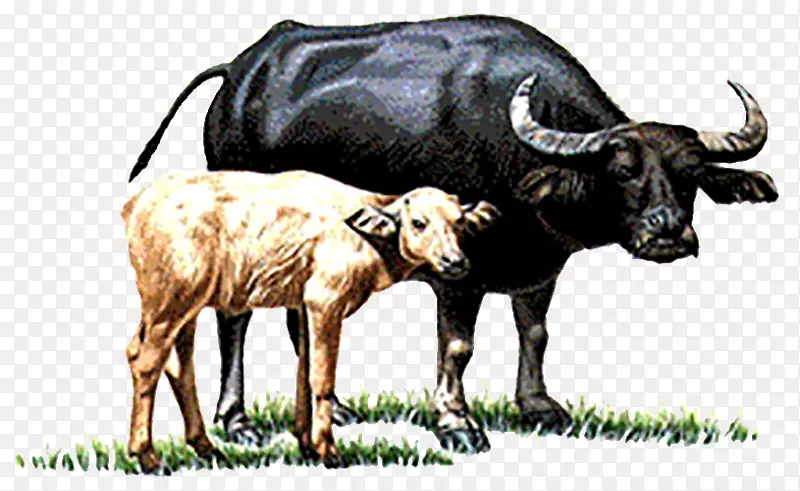 水牛小牛你有两头牛-母牛和小牛。