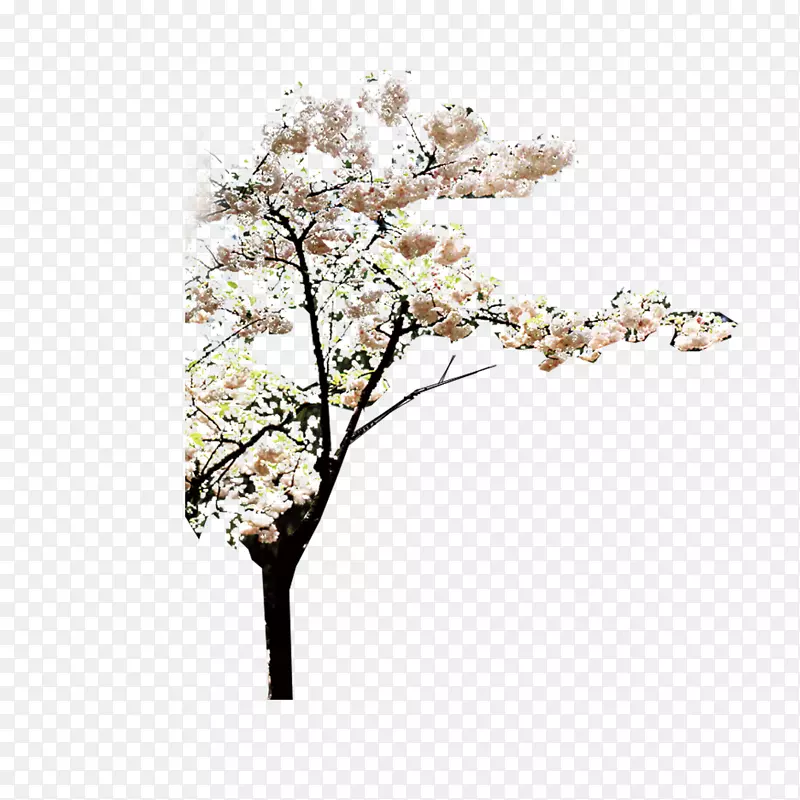树下载-桃花