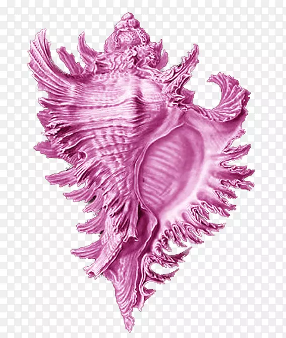 艺术形式在自然贝壳海螺脆星海螺-粉红色海螺材料自由拉