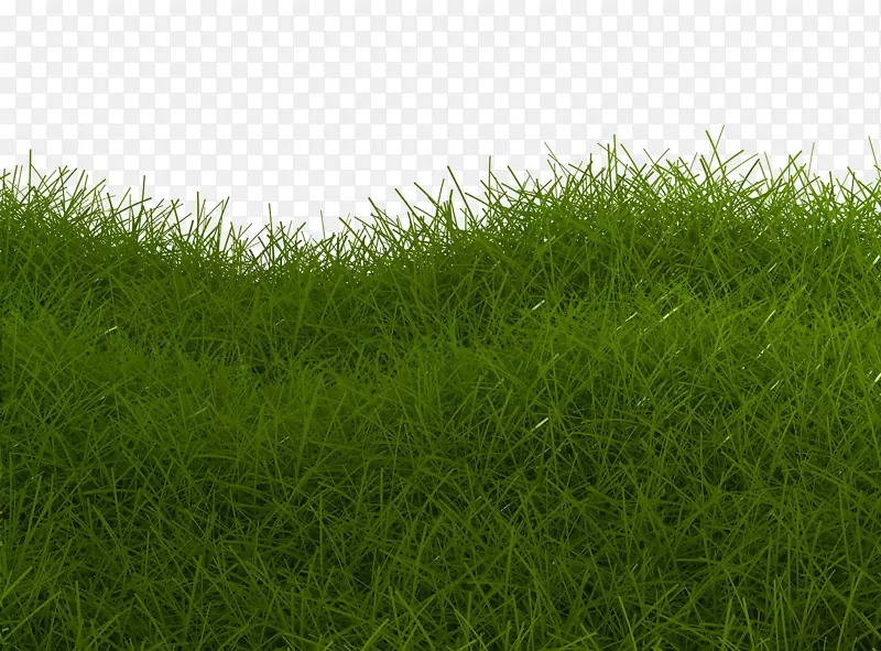人工草坪草甸绿草坪绿草特写