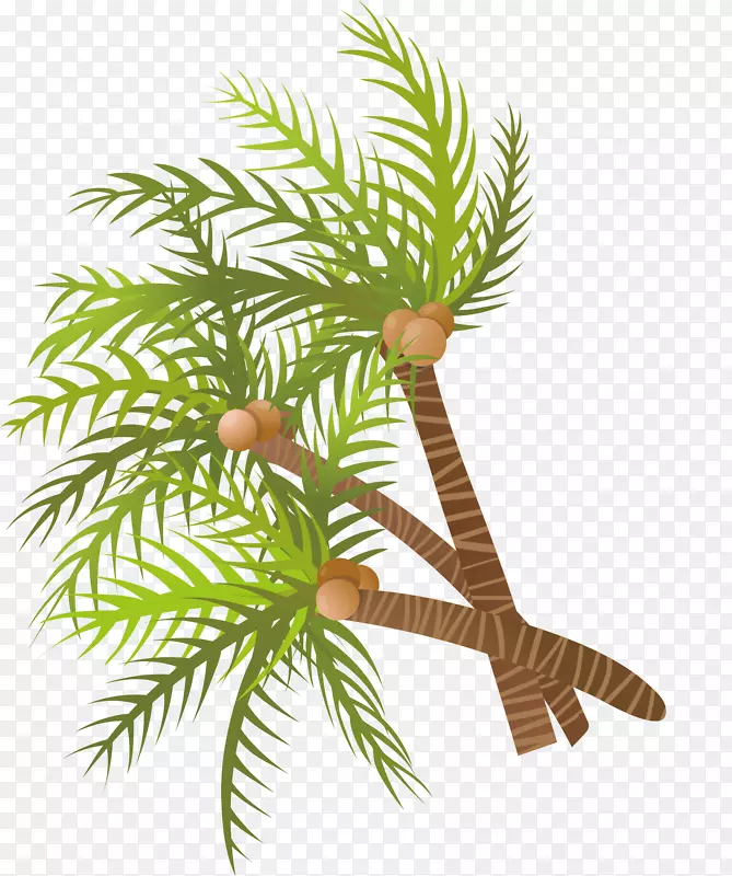 槟榔科椰子树-手绘绿色椰子树