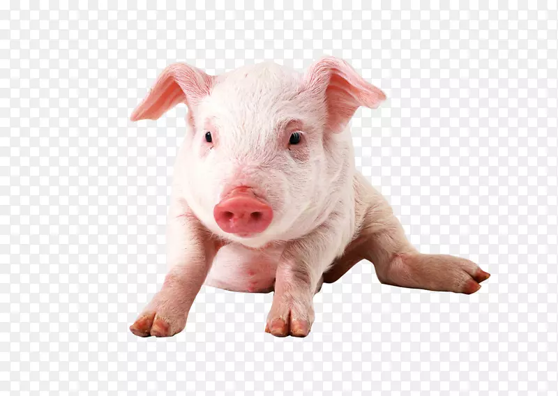 越南锅腹小型猪夹艺术猪
