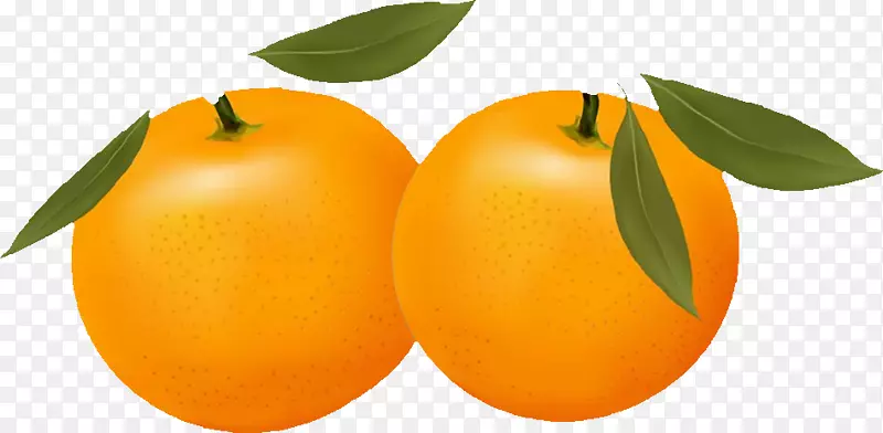 不含橙子含量的柑橘xc3u2014柑桔剪贴画-桔子