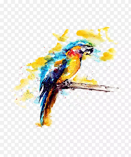 鹦鹉水彩画插图-黄色水彩鹦鹉插图