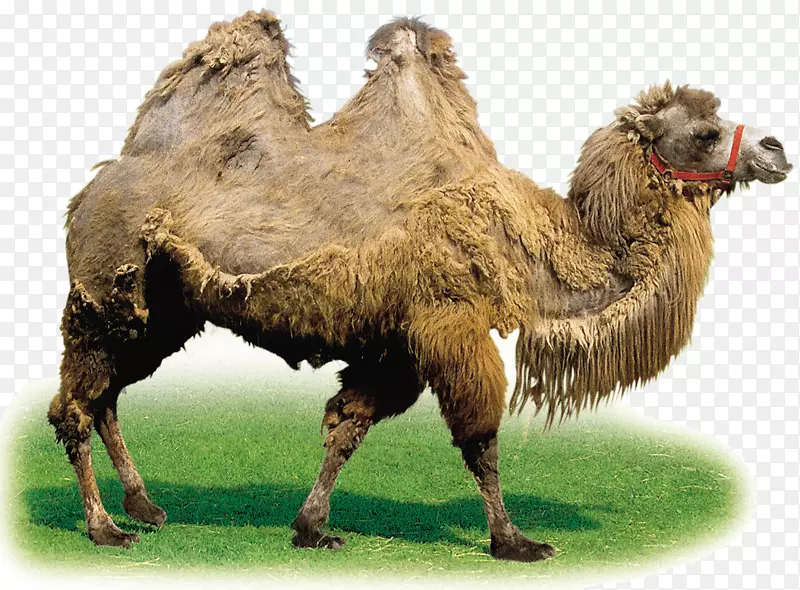 骆驼google图片剪辑艺术-diaopi老骆驼