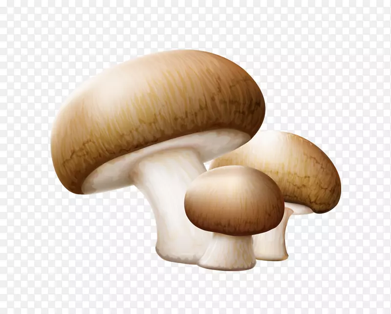 普通食用菌剪贴画.三种蘑菇