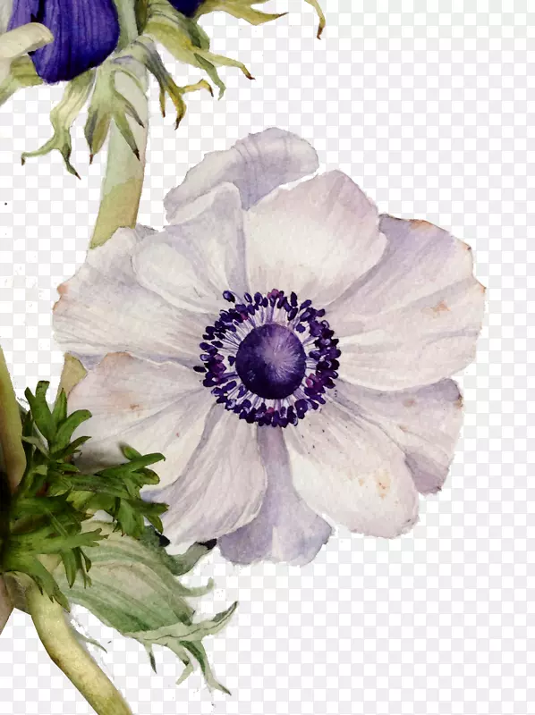 花卉设计花画-复古彩绘花