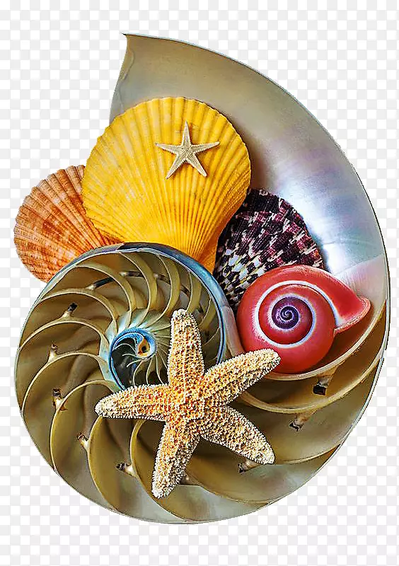贝壳类海螺