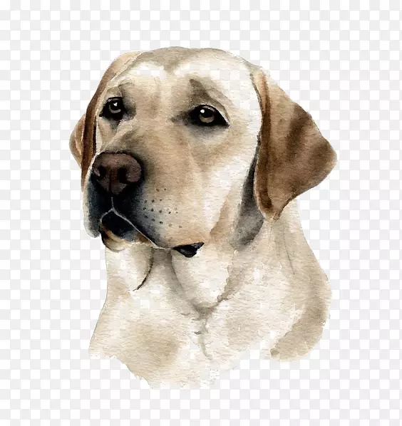 拉布拉多猎犬纯种犬水彩画-宠物拉布拉多犬