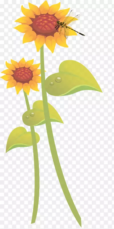 普通向日葵学生运动插图.手绘装饰植物