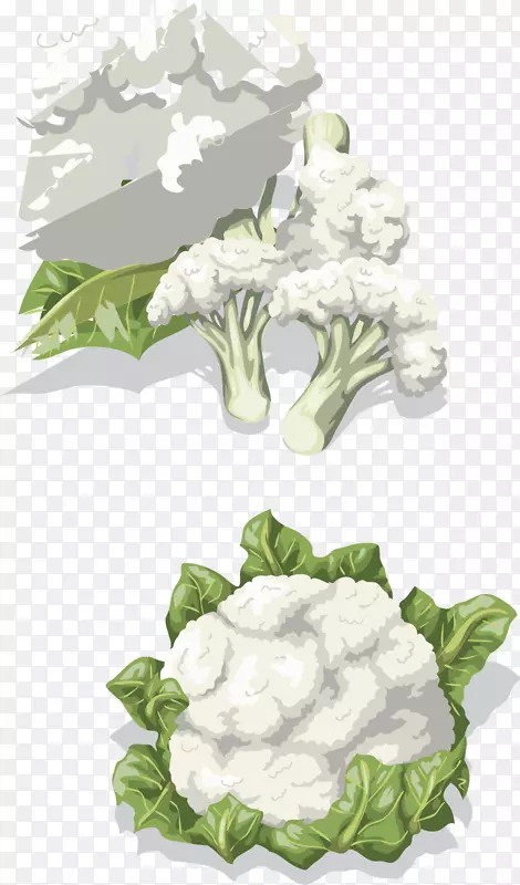 花椰菜素描夹艺术.创意设计图蔬菜花椰菜