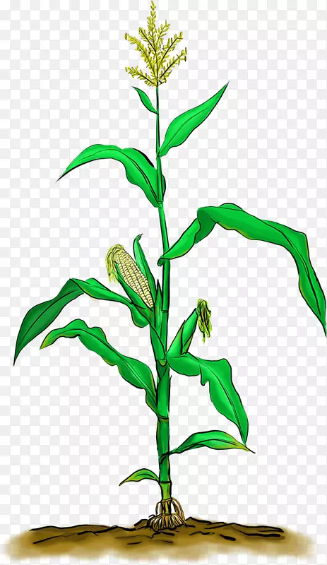 圆柱形玉米上的糯玉米-卡通玉米