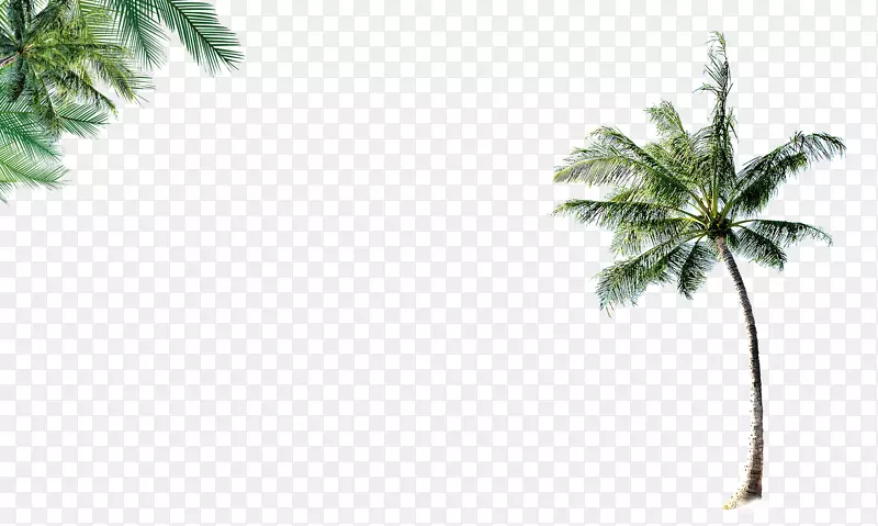椰子叶滩-椰子树