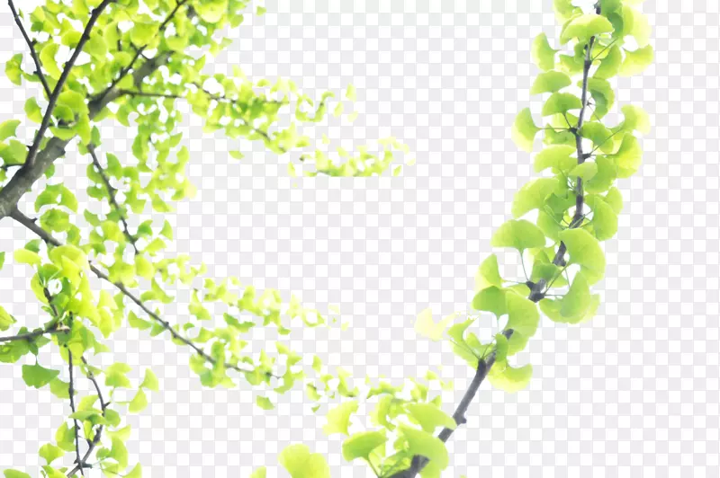 枣庄新年青年银杏-银杏树