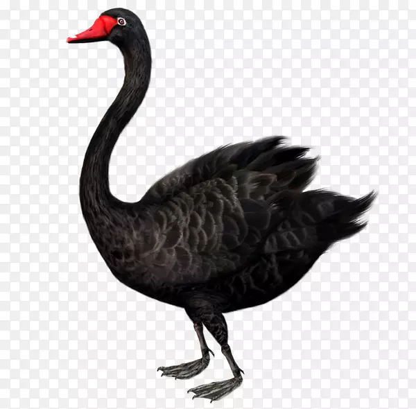 黑天鹅：极不可能发生的黑天鹅理论对艺术的影响-黑鸭