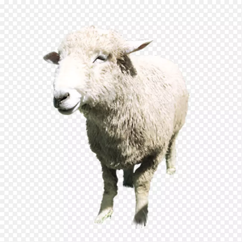 波尔山羊羊奶羊毛脂白羊座