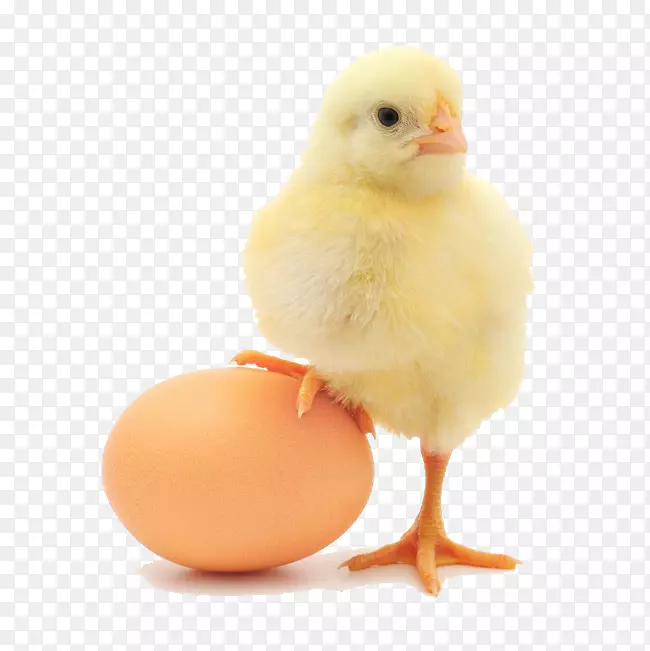 普利茅斯岩鸡，罗曼褐奥平顿鸡，有机食品，鸡蛋，创意鸡