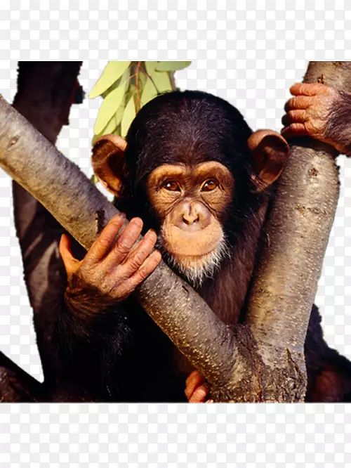 黑猩猩宝宝猴子高清电视壁纸大猩猩爬树