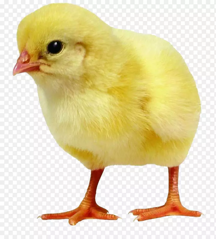 多米尼克鸡咸蛋鹌鹑孵化器-真正的小雏鸡