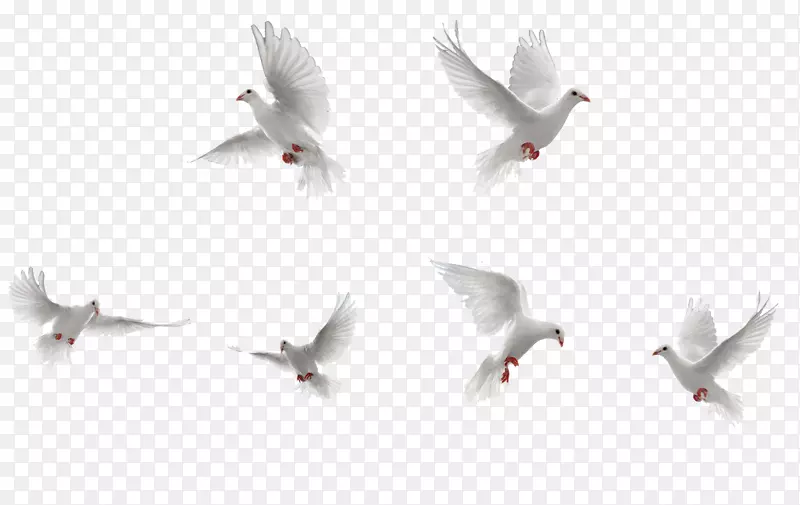 鸟岩鸽子飞行-白鸟收藏