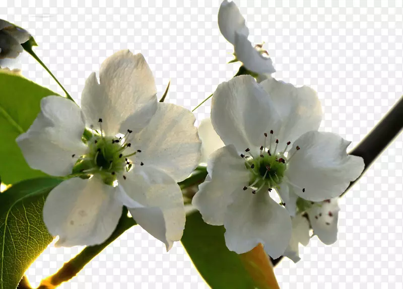 亚洲梨花-鲜梨树花