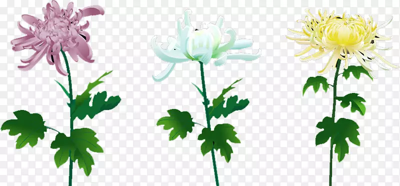 花卉设计菊科切花SWF-菊花
