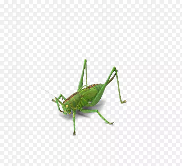 蝗虫，绿色昆虫
