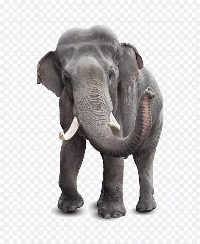 非洲灌木丛象印度象股摄影皇室免拒绝大象鼻子
