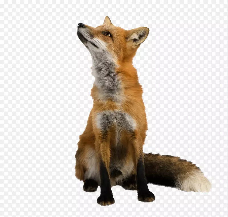 红狐剪贴画-狐狸的崛起
